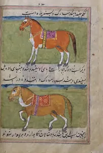 Veterenariyaga oid qo‘lyozmalar hozir qayerda saqlanadi?